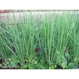 Gói 5 gr hạt giống hành ta