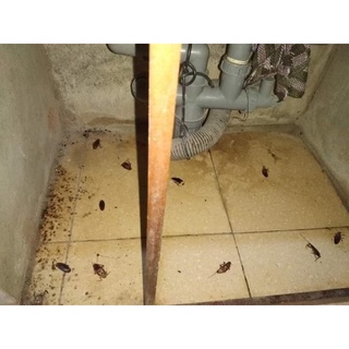 Thuốc diệt kiến gián (2 lọ)