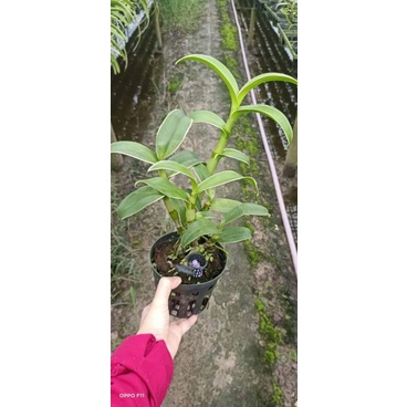 Denro đột biến lá biên