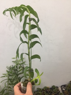 Hoa phong lan Đại Bạch Long hành đài