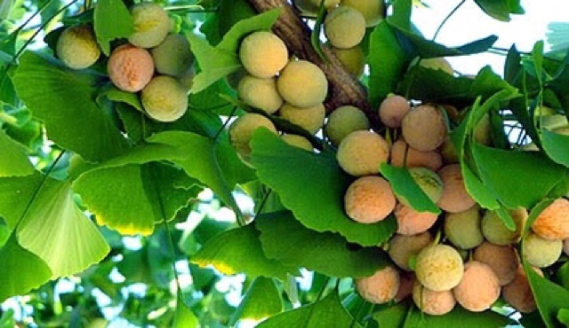 Bạch quả 1Kg