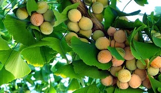Bạch quả 1Kg