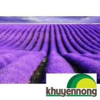 Gói 100 hạt giống hoa oải hương lavender