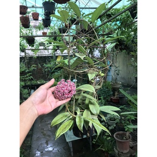 giò hoa lan cẩm cù đỏ đang hoa