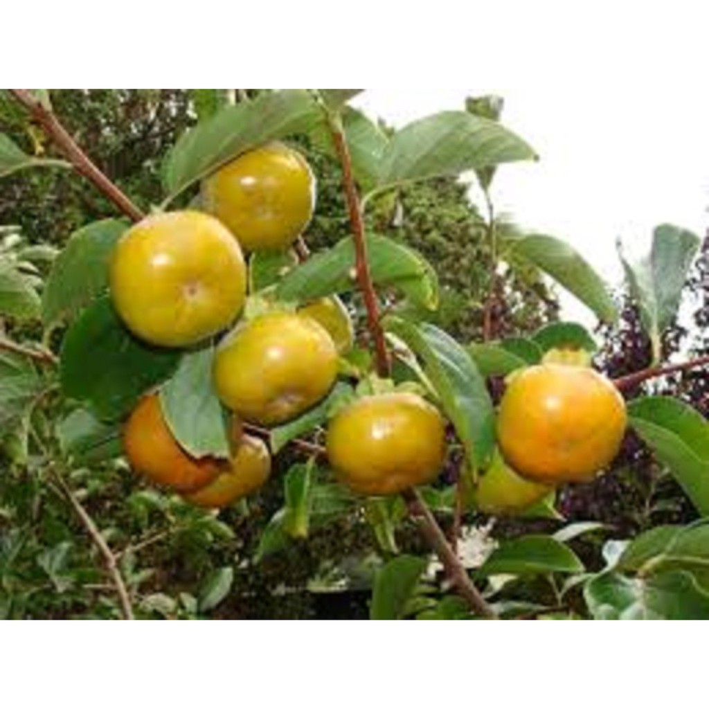 CÂY GIỐNG HỒNG GIA THANH - THƠM NGON - ĐẶC SẢN CỦA ĐẤT TỔ - CHUẨN GIỐNG F1