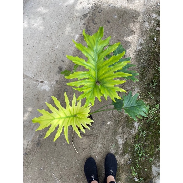 Chậu cứng Philodendron selloum - Thanh xuân vàng