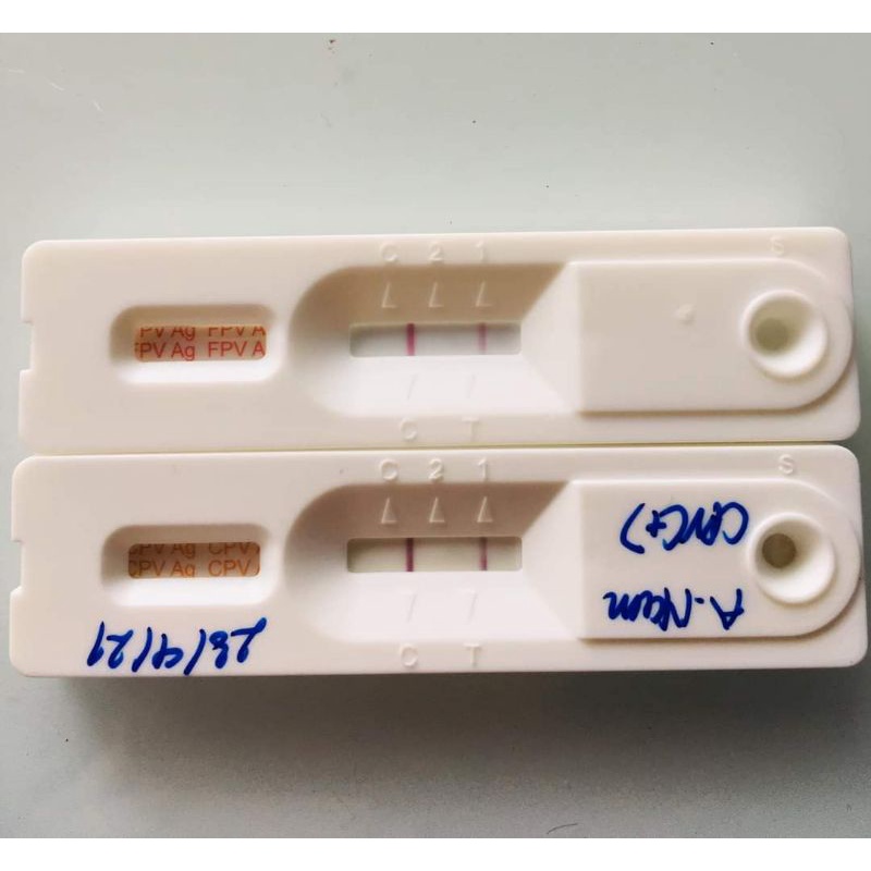 Hộp TEST BỆNH PARVO/ CARRE TRÊN CHÓ
