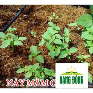 2g Hạt Giống Húng Thơm Trắng/ Rau É Trắng/ Rau Thơm Sả  LUYKYSEEDVN