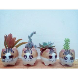 Chậu hình Mèo và sen đá