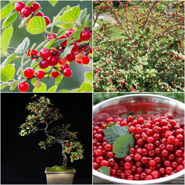 Hạt giống Anh đào Triều tiên - Cherry triều Tiên F1