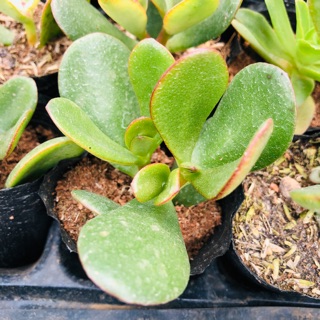 Sen đá THẠCH BÍCH