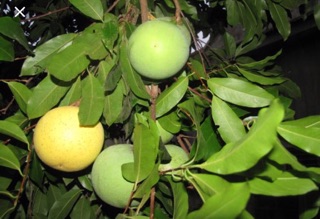 Cây thị giống