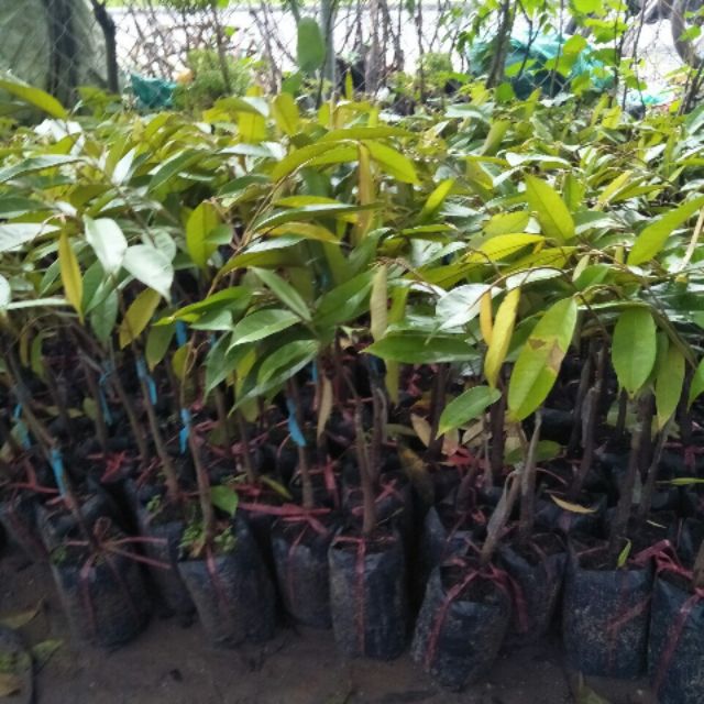 Cây sầu riêng hạt lép cơm vàng ri6