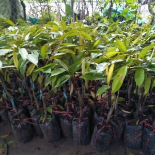 Cây sầu riêng hạt lép cơm vàng ri6