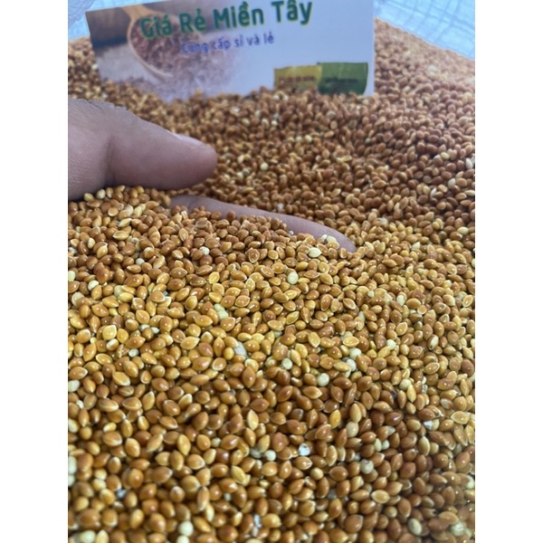 1kg Hạt Kê Bóng Đỏ Dành Cho Chim , Vẹt và hamster