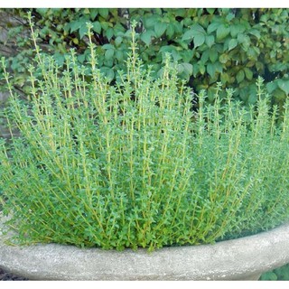 Hạt giống Cỏ Xạ Hương (Thyme)_Rau thơm gia vị nhập gói 0.5gr (~50 hạt)