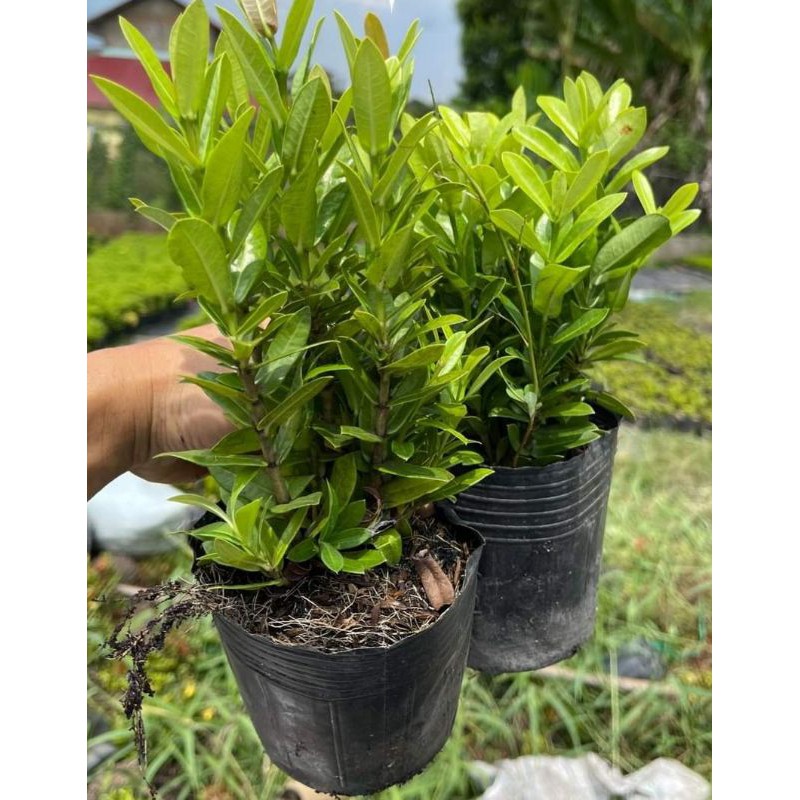 Chậu Mẫu Đơn 5 Màu, Bông Trang