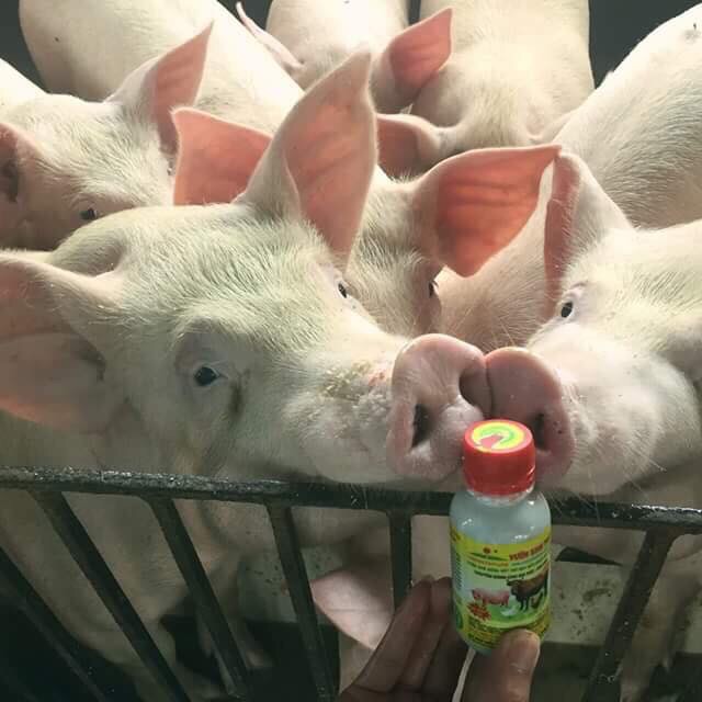 Chế phẩm vườn sinh thái