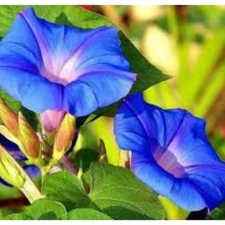 Hạt giống hoa Bìm bìm xanh leo kèm quà tặng và hướng dẫn trồng