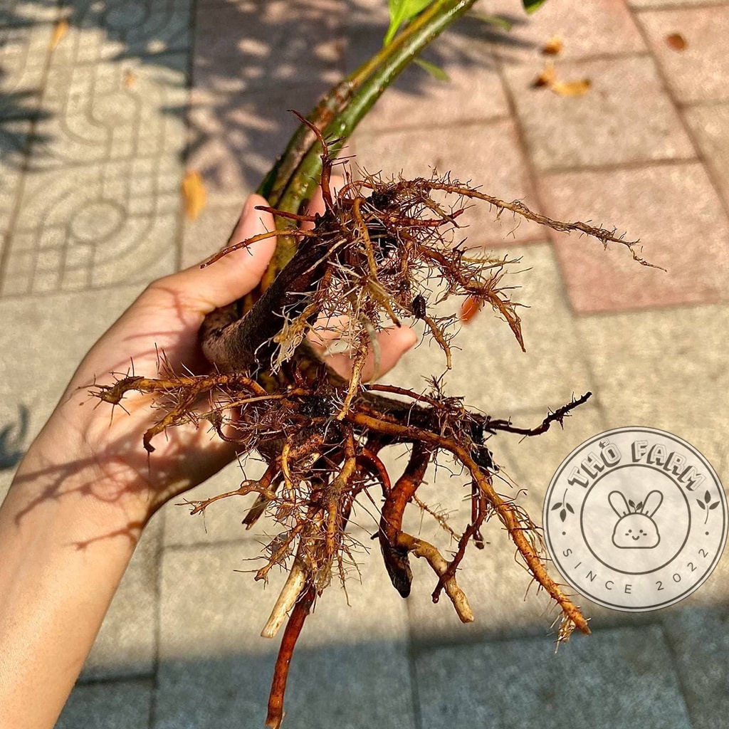 Cây Đước Con - trang trí thủy sinh, hòn non bộ, tiểu cảnh - biotope - bán cạn