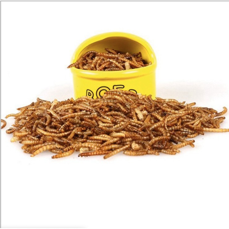 Sâu gạo sấy khô 100g cho Hamster, Sóc, Nhím...