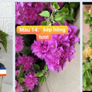 Giấy Kép đủ 5 màu nhập
