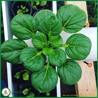 Hạt giống Cải ăn non Nhật JAPANICA - 20g