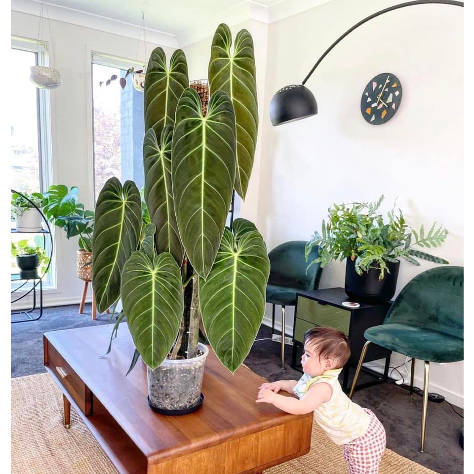 Cây Philodendron Melano cây con - thuần khí hậu vn.