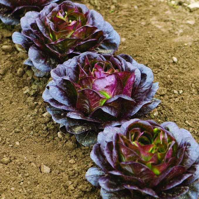 Hạt Giống Xà Lách Búp Đỏ 2gr