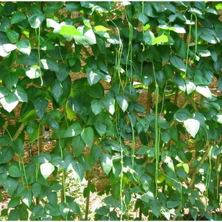 20GR - HẠT GIỐNG ĐẬU ĐŨA