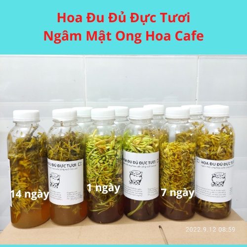 Hoa Đu Đủ Đực Tươi Ngâm Mật Ong Hoa Cà Phê Gia Lai Nguyên Chất