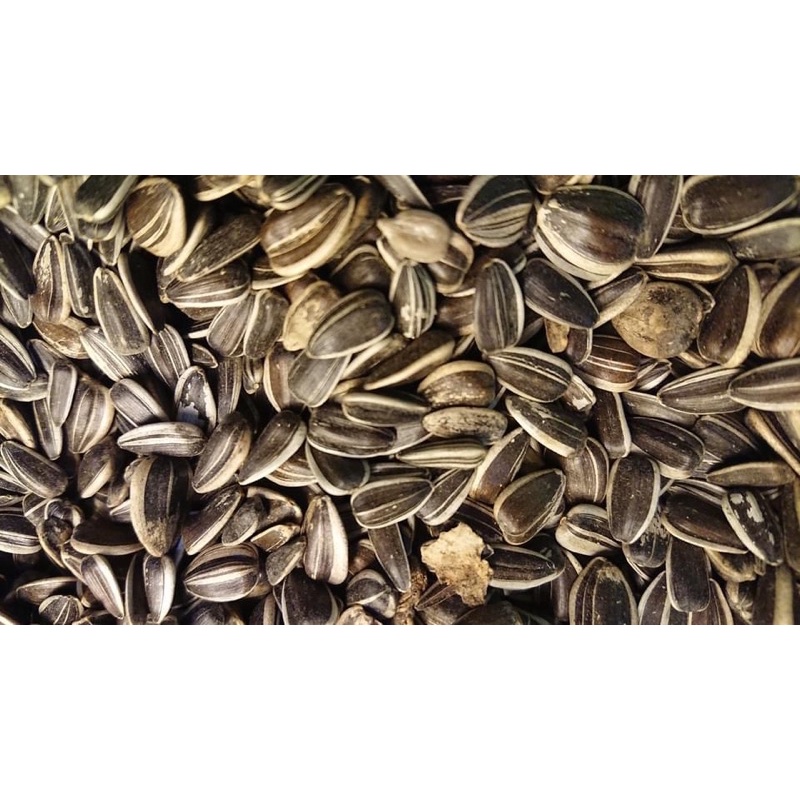 Hướng dương sọc size to hàng Bỉ gói 1kg