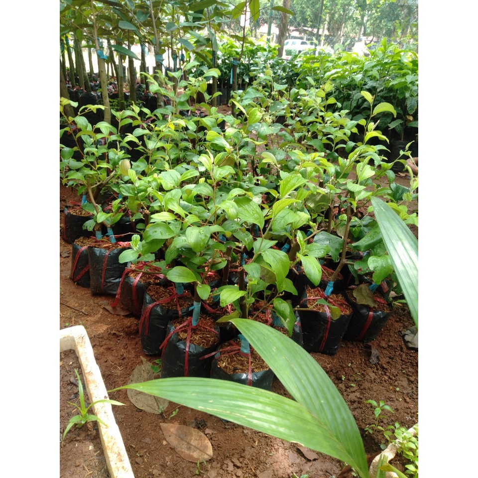 Cây Giống Táo Xanh Thái F1 Siêu Trái