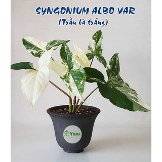 Cây Syngonium albo var Lk04.cây lá kiểng-cây indoor trang trí nhà cửa đẹp. xanhshop22