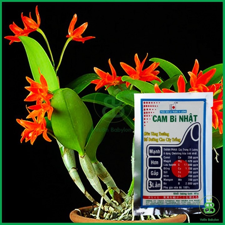[Chính hãng] Cam Bi Nhật - Kích thích tăng trưởng cho hoa Lan 40g