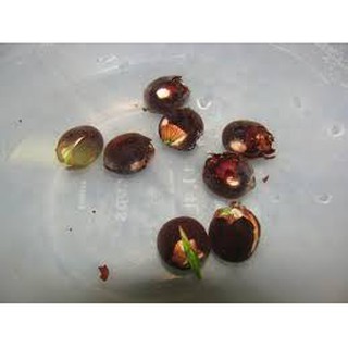 10 hạt giống sen mini Nhật (nhiều màu)