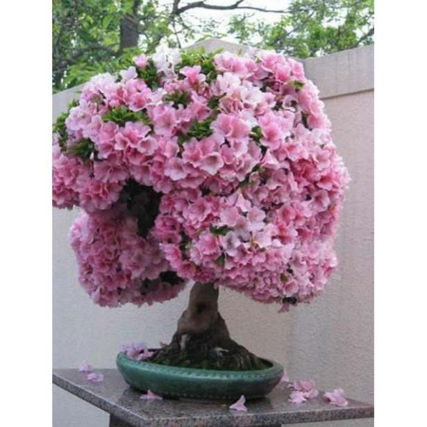 Hạt giống Hoa Đỗ Quyên bonsai mix nhiều màu