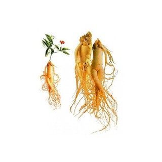 Hạt giống sâm Hàn Quốc 5 hạt/gói