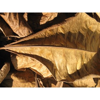 lá bàng khô đã xử lý- 25lá