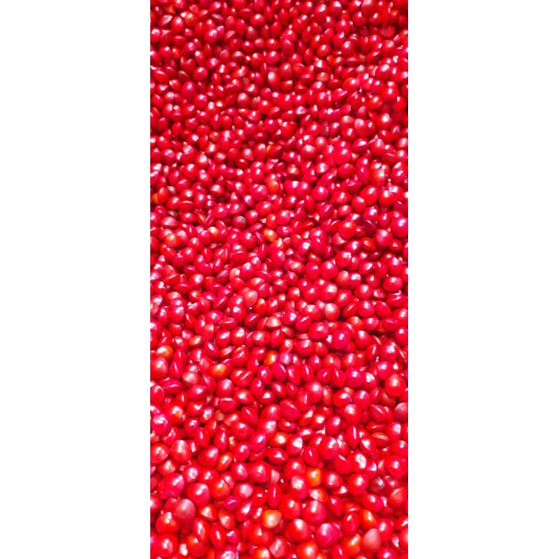 Hạt giống cẩm Thái Lan