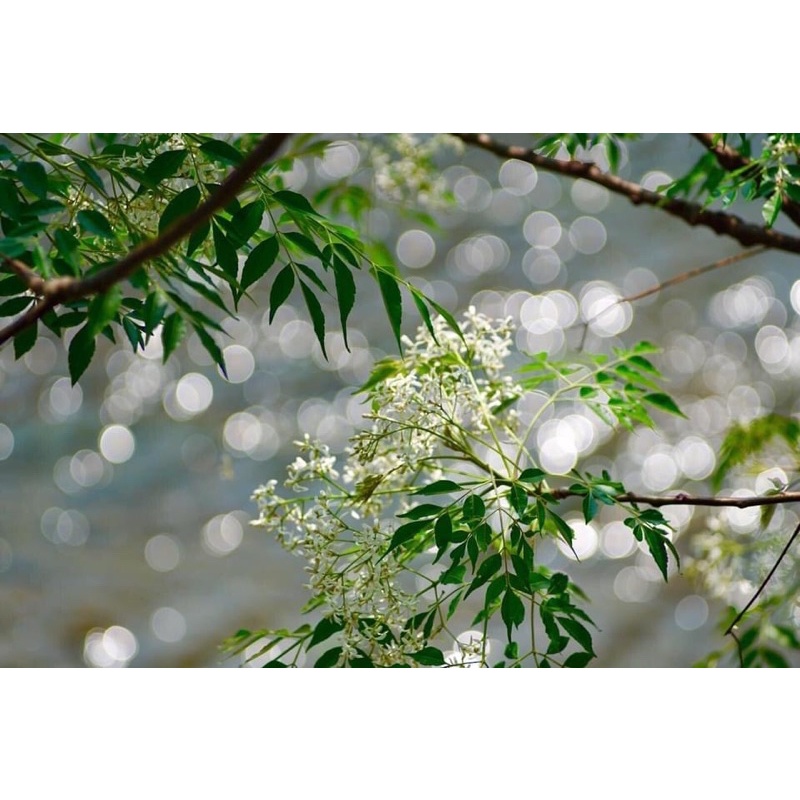Ống kính MF jupiter 37A 135/3.5