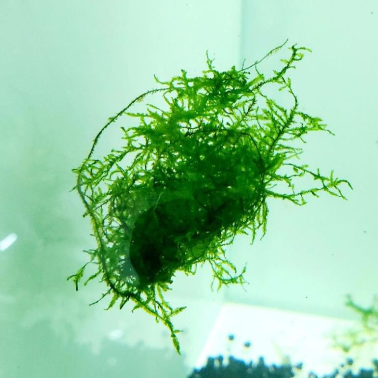 Rêu Taiwan trang trí hồ tép, cá cảnh thủy sinh - phụ kiện trang trí hồ cá cảnh thủy sinh