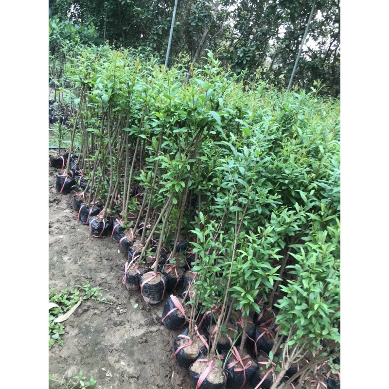 Combo lựu , chanh, dừa