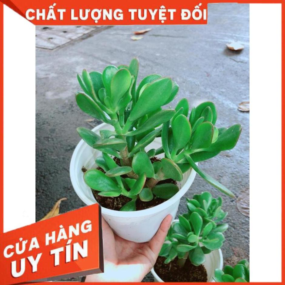 Chậu Ngọc Bích Nhiều Người Mua