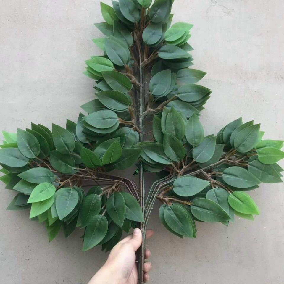 150 cành lá si xanh