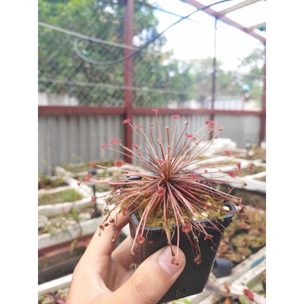Cây Ăn Thịt Côn Trùng, Cây Băt Mồi, Bẩy Kẹp, Hố Bẩy, Nắp Ắm Nepenthes , Gọng Vó, Bông Hoa Ăn Thịt, Cây Bắt Muỗi,Bắt Ruồi