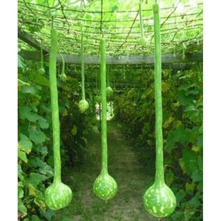 Hạt Giống Bầu Gáo Dừa