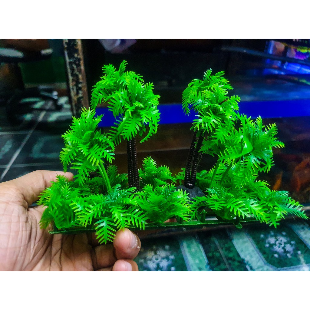 DỪA TRANG TRÍ HỒ CÁ NON BỘ 13X5X10CM