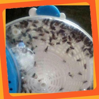 [HOT] Máy Bắt Ruồi Tự Động Thông Minh