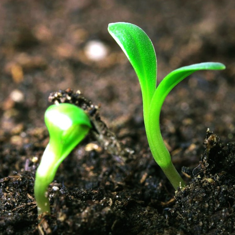 Phân Bón Hữu Cơ Sinh Học HUMIC HOA KỲ Ra Rễ Mạnh, Siêu Hạ Phèn, Cải Tạo Đất  Chuyên Tưới Nhỏ Giọt